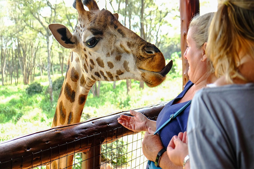 Kenya Wildlife Safari - Packages, Destinations, & More 33 AjKenyaSafaris.com-Masaimarasafari.in - Giraffe C