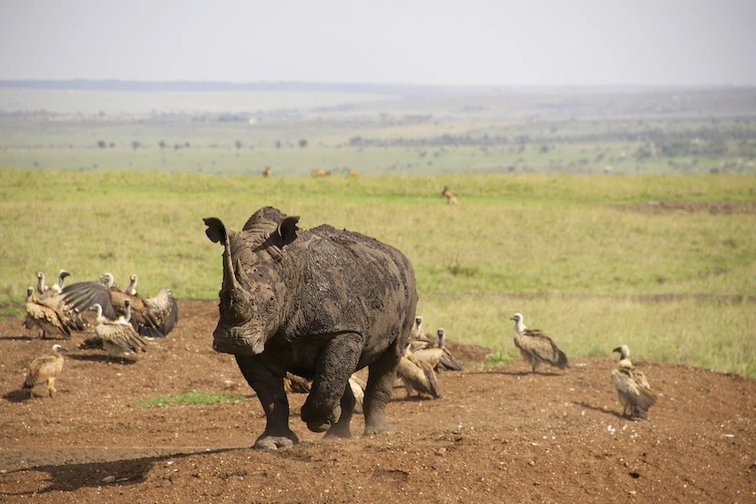 Kenya Wildlife Safari - Packages, Destinations, & More 12 AjKenyaSafaris.com-Masaimarasafari.in - Rhino