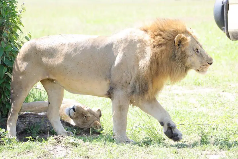 Kenya Wildlife Safari - Packages, Destinations, & More 41 AjKenyaSafaris.com-Masaimarasafari.in - Lion