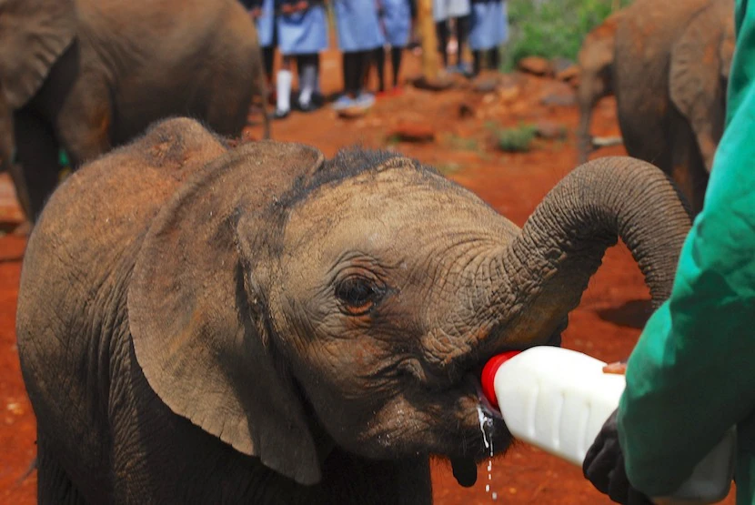 Kenya Wildlife Safari - Packages, Destinations, & More 30 AjKenyaSafaris.com-Masaimarasafari.in - Baby Elephant