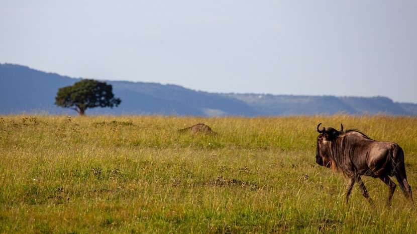 AjKenyaSafaris.com-Masaimarasafari.in - Wildebeest