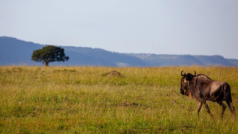 Kenya Wildlife Safari - Packages, Destinations, & More 42 AjKenyaSafaris.com-Masaimarasafari.in - Wildebeest