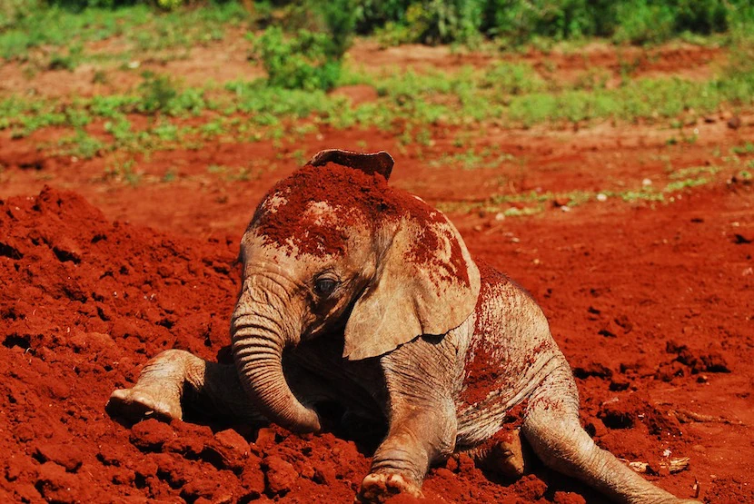 Kenya Wildlife Safari - Packages, Destinations, & More 31 AjKenyaSafaris.com-Masaimarasafari.in - Baby Elephant