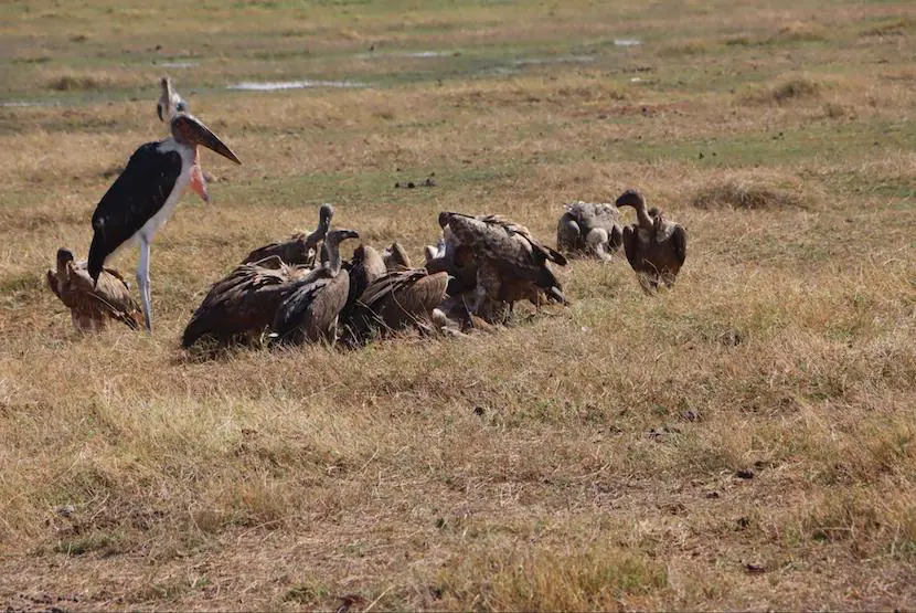 3 Days Masia Mara Safari - Itinerary, Quote, & More 5 Safari to Masai Mara - picnic lunch