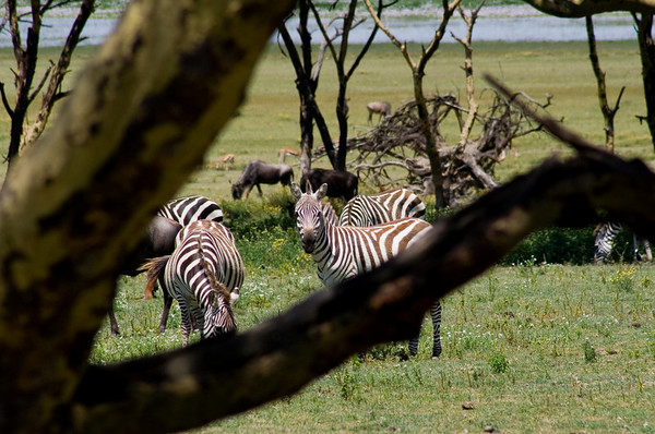 Kenya Wildlife Safari - Packages, Destinations, & More 25 AjKenyaSafaris.com-Masaimarasafari.in - Zebra & Wildebeest