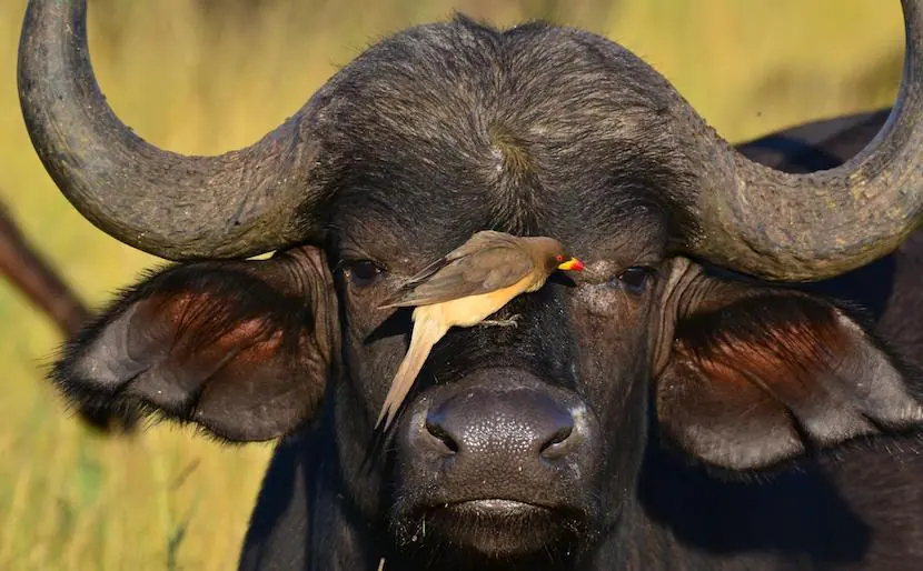 6-Day Masai Mara Travel Packages - Itinerary, Quote, & More 3 Masai mara Travel Packages - Buffalo