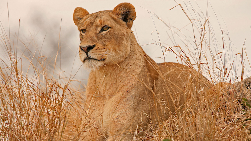 Kenya Wildlife Safari - Packages, Destinations, & More 21 AjKenyaSafaris.com-Masaimarasafari.in - Lioness