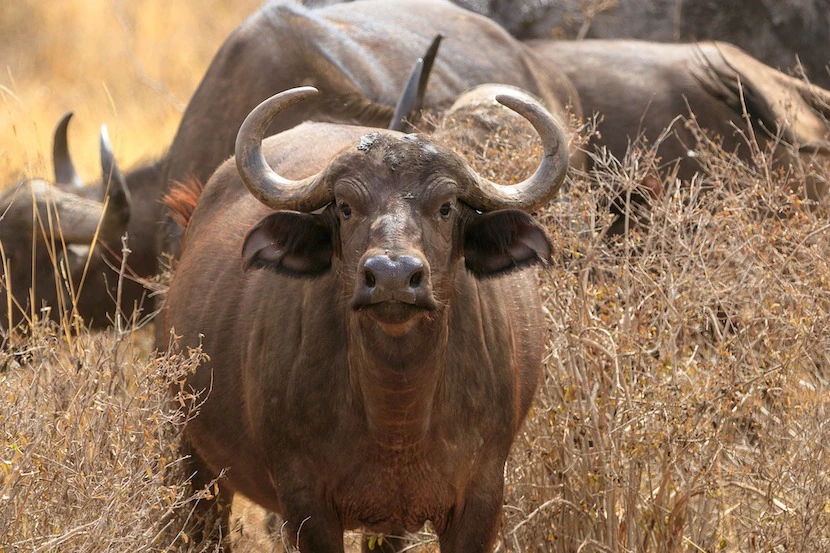 Kenya Wildlife Safari - Packages, Destinations, & More 19 AjKenyaSafaris.com-Masaimarasafari.in - Buffalo