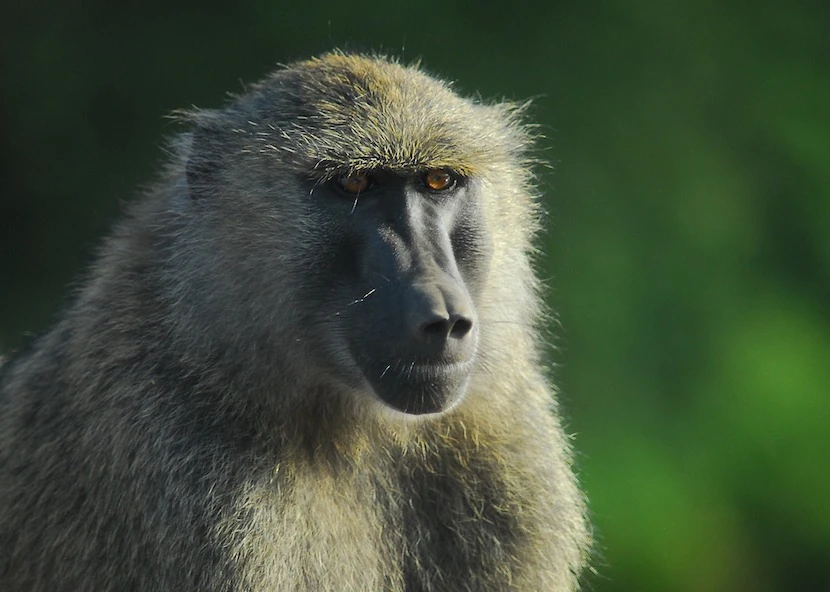 Kenya Wildlife Safari - Packages, Destinations, & More 8 AjKenyaSafaris.com-Masaimarasafari.in - Baboon
