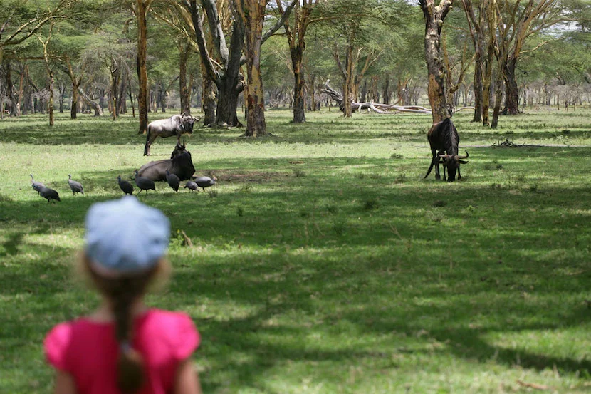 6-Day Masai Mara Travel Packages - Itinerary, Quote, & More 4 Masai Mara Travel Packages - Lake Naivasha