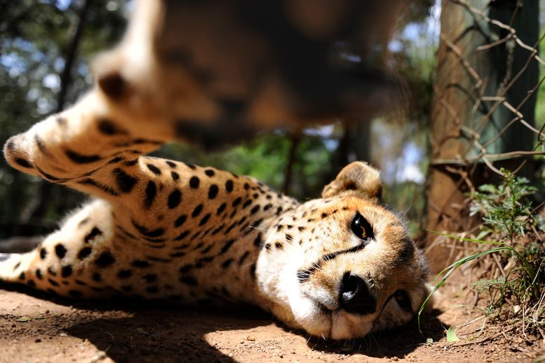 Kenya Wildlife Safari - Packages, Destinations, & More 34 AjKenyaSafaris.com-Masaimarasafari.in - Cheetah