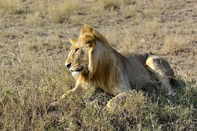 Kenya Wildlife Safari - Packages, Destinations, & More 18 AjKenyaSafaris.com-Masaimarasafari.in - Lion