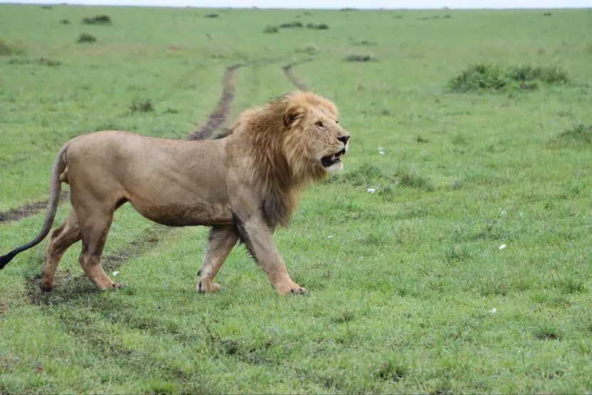 3 Days Masia Mara Safari - Itinerary, Quote, & More 14 Lion - Maasai Mara