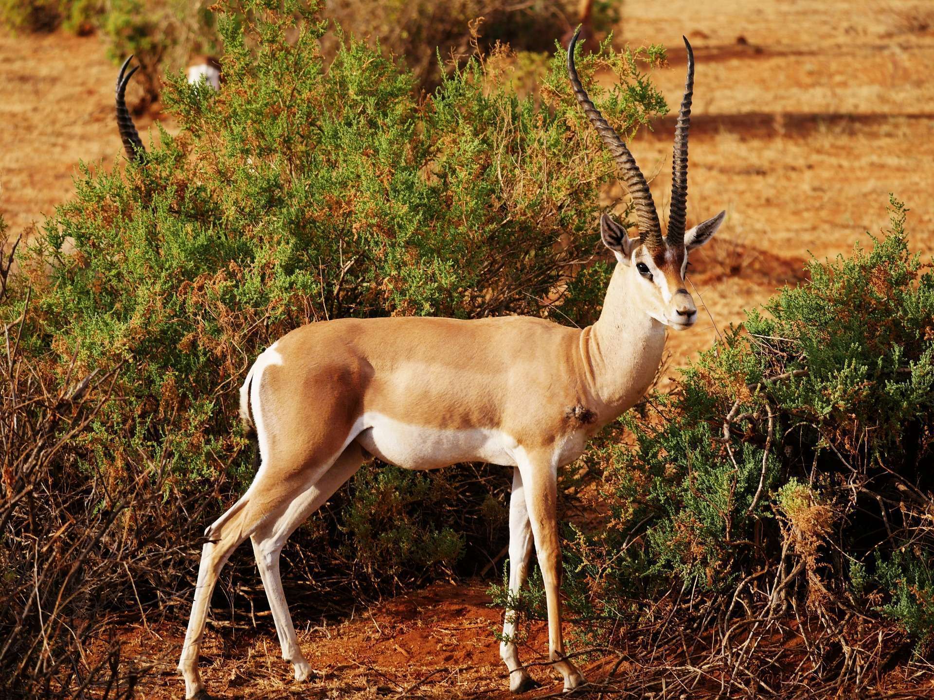 6-Day Hell’s Gate, L. Nakuru, & Masai Mara Trip