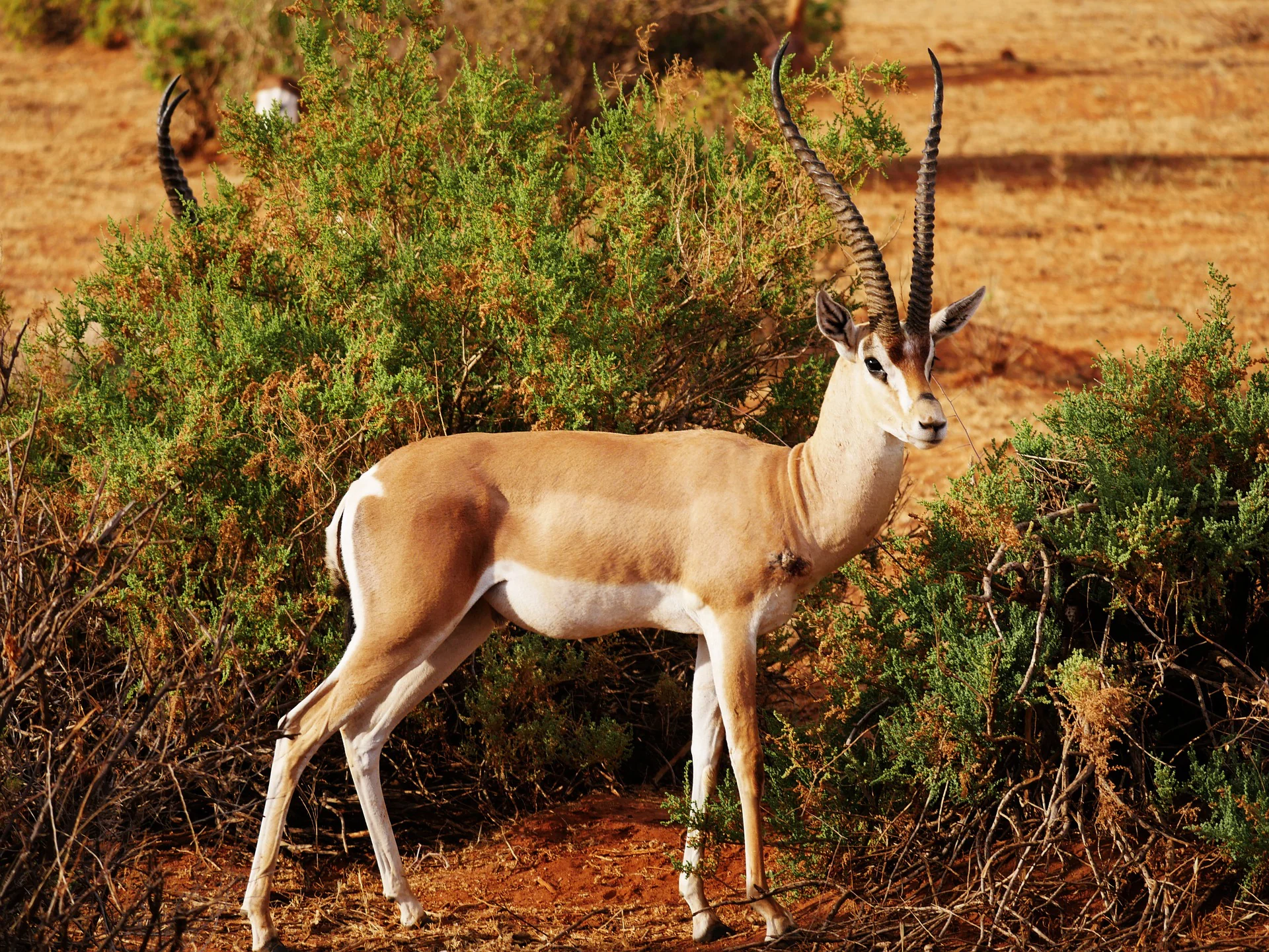6-Day Hell’s Gate, L. Nakuru, & Masai Mara Trip