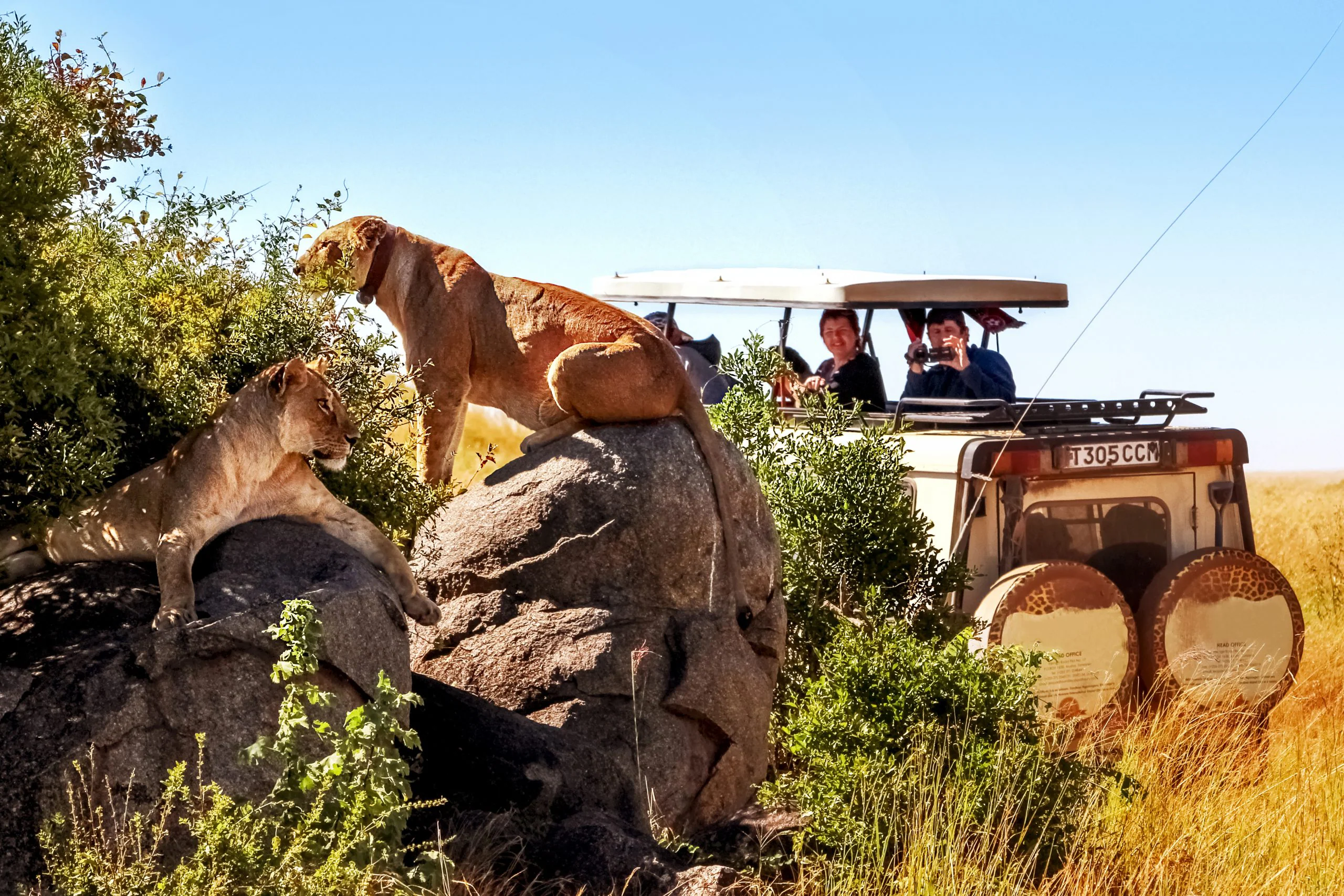 The Ultimate Guide to Africa Tours, Packages, & Destinations 33 Masaimarasafari.in Lion