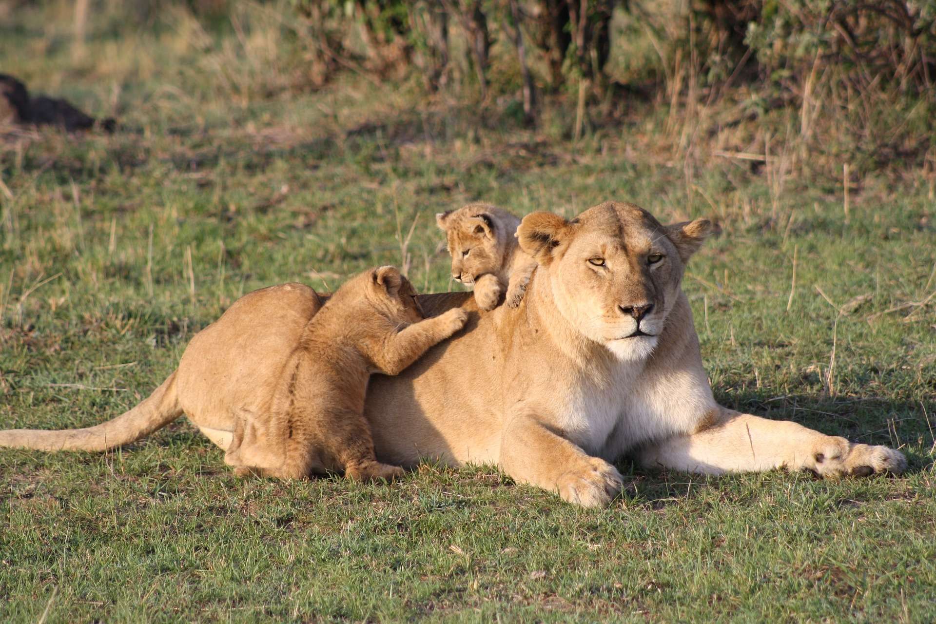 4-Day Ashnil Mara Camp Safari