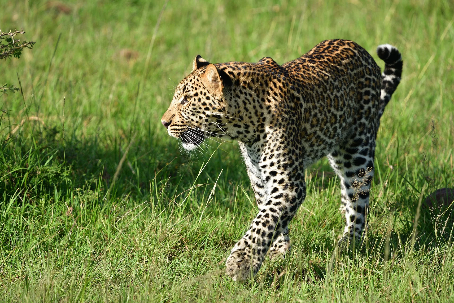 6-Day L. Nakuru, Hell’s Gate, & Masai Mara Group Safari