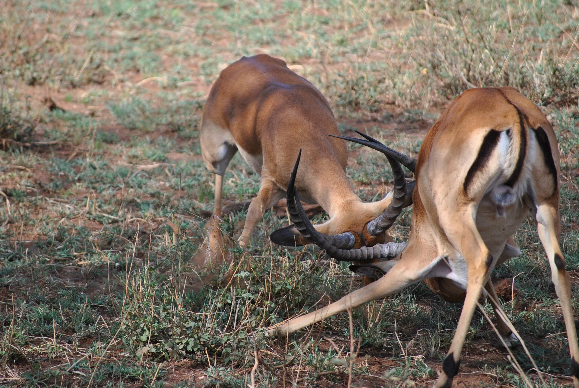 Kenya Safari Package - Top Destinations & Things to Do 26 Kenya Safari package - antelopes