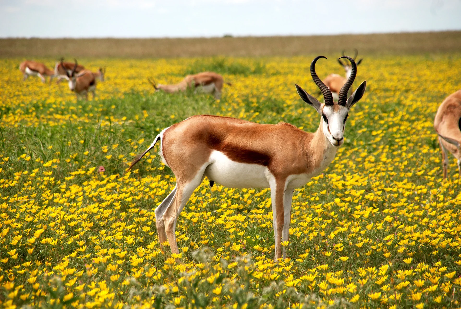 The Ultimate Guide to Africa Tours, Packages, & Destinations 32 Masaimarasafari.in Antelope