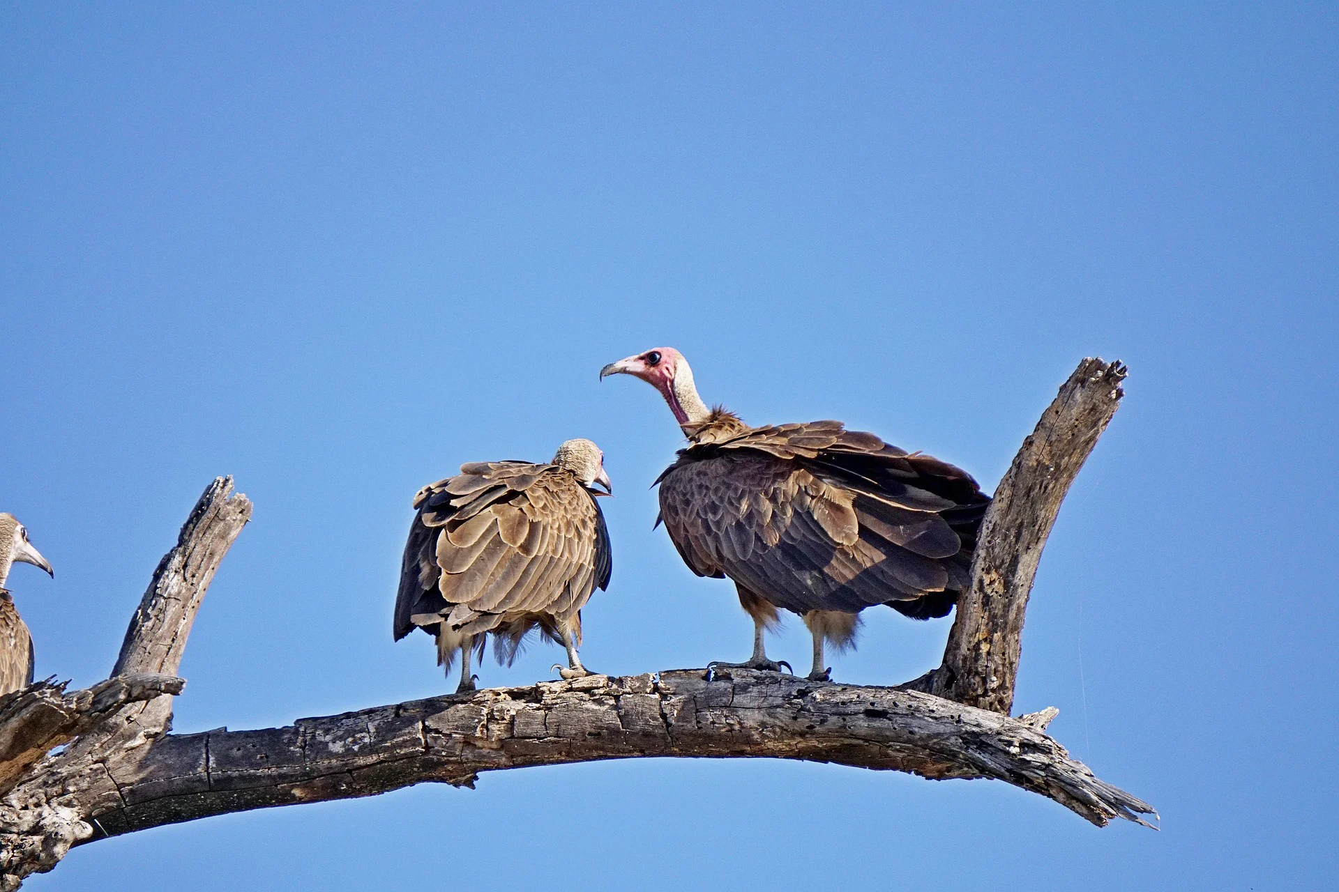 African Wildlife List, Facts, Conservation Status, & Pictures 29 Bird of Africa