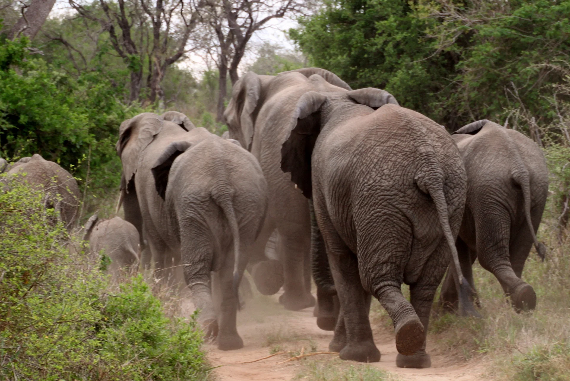The Ultimate Guide to Safari of Africa and Packages 24 Elephants in National Park in Africa