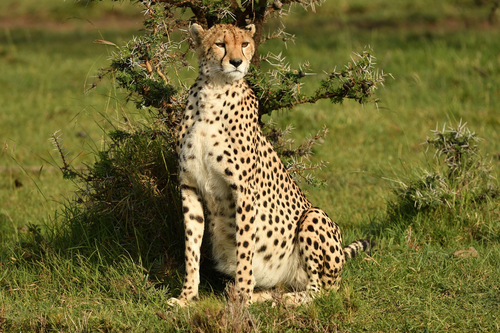 4-Day Mara Serena Safari Lodge Trip