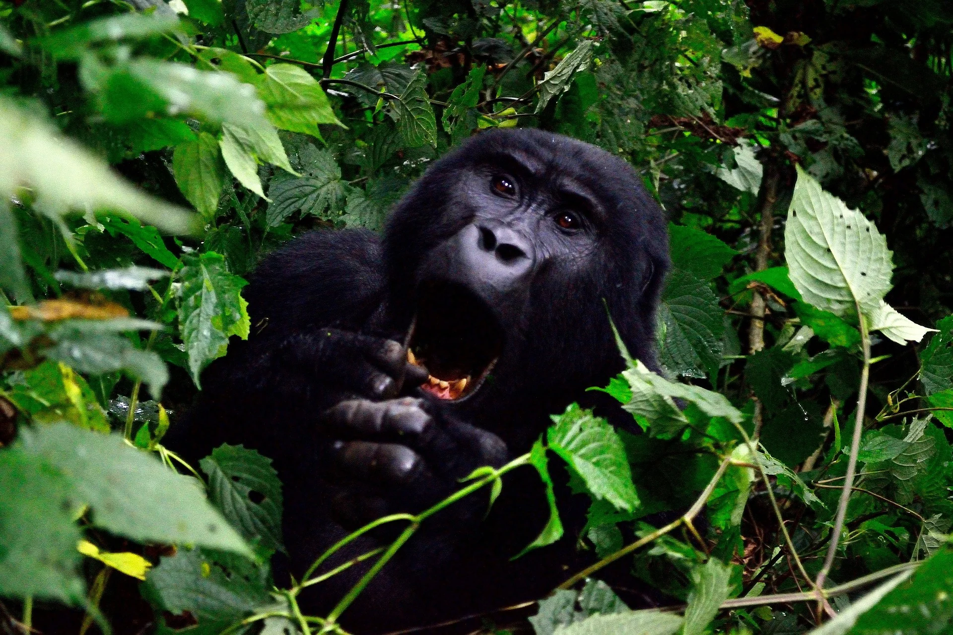 The Ultimate Guide to Africa Tours, Packages, & Destinations 36 Africa Tours - Gorilla