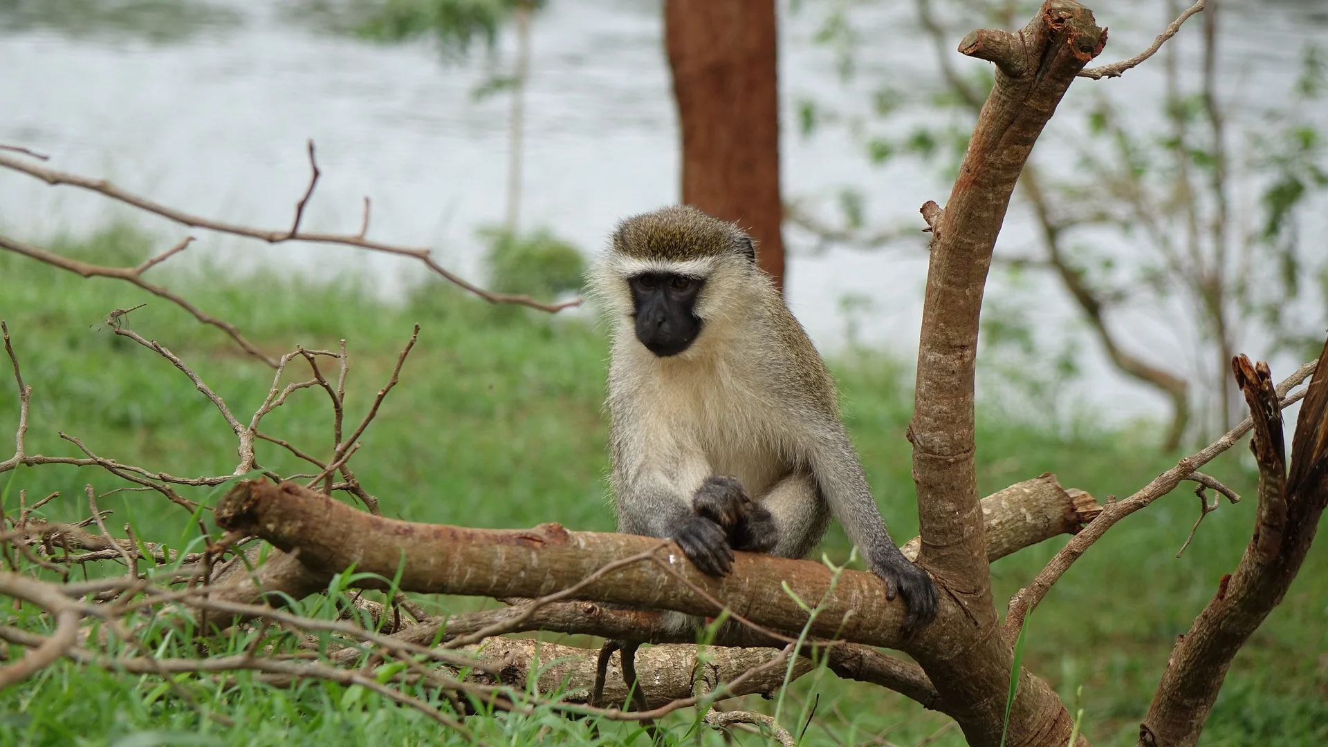 The Ultimate Guide to Safari of Africa and Packages 23 Velvet monkey in Africa