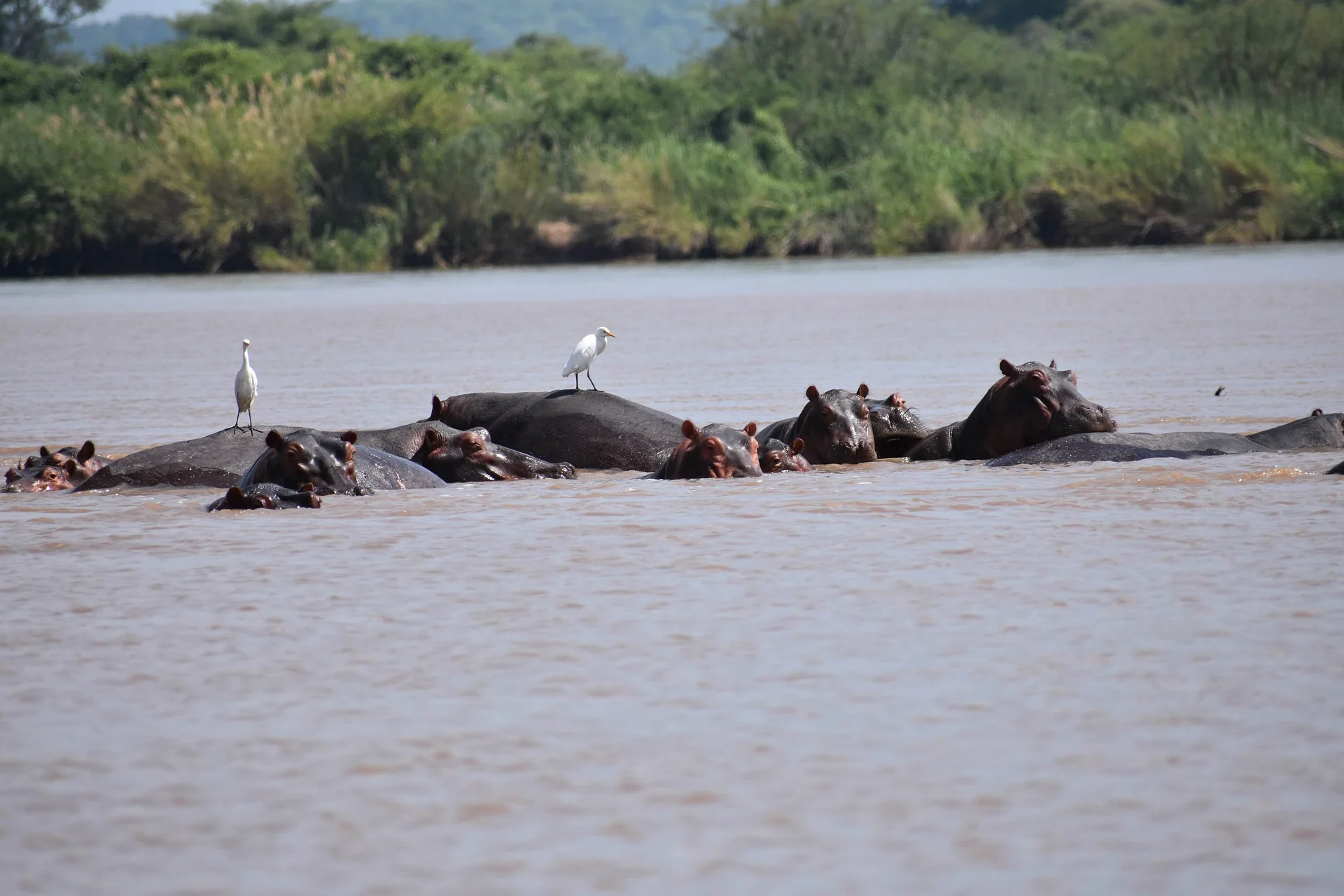 The Ultimate Guide to Safari of Africa and Packages 30 hippos at the river in Africa
