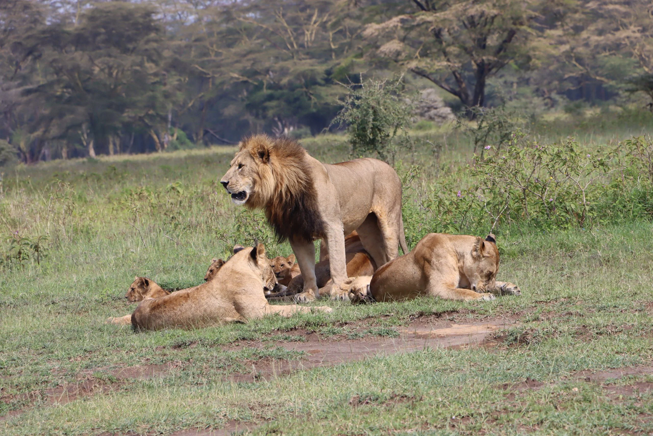 The Ultimate Guide to Safari of Africa and Packages 22 Lions at Solio Game Reserve