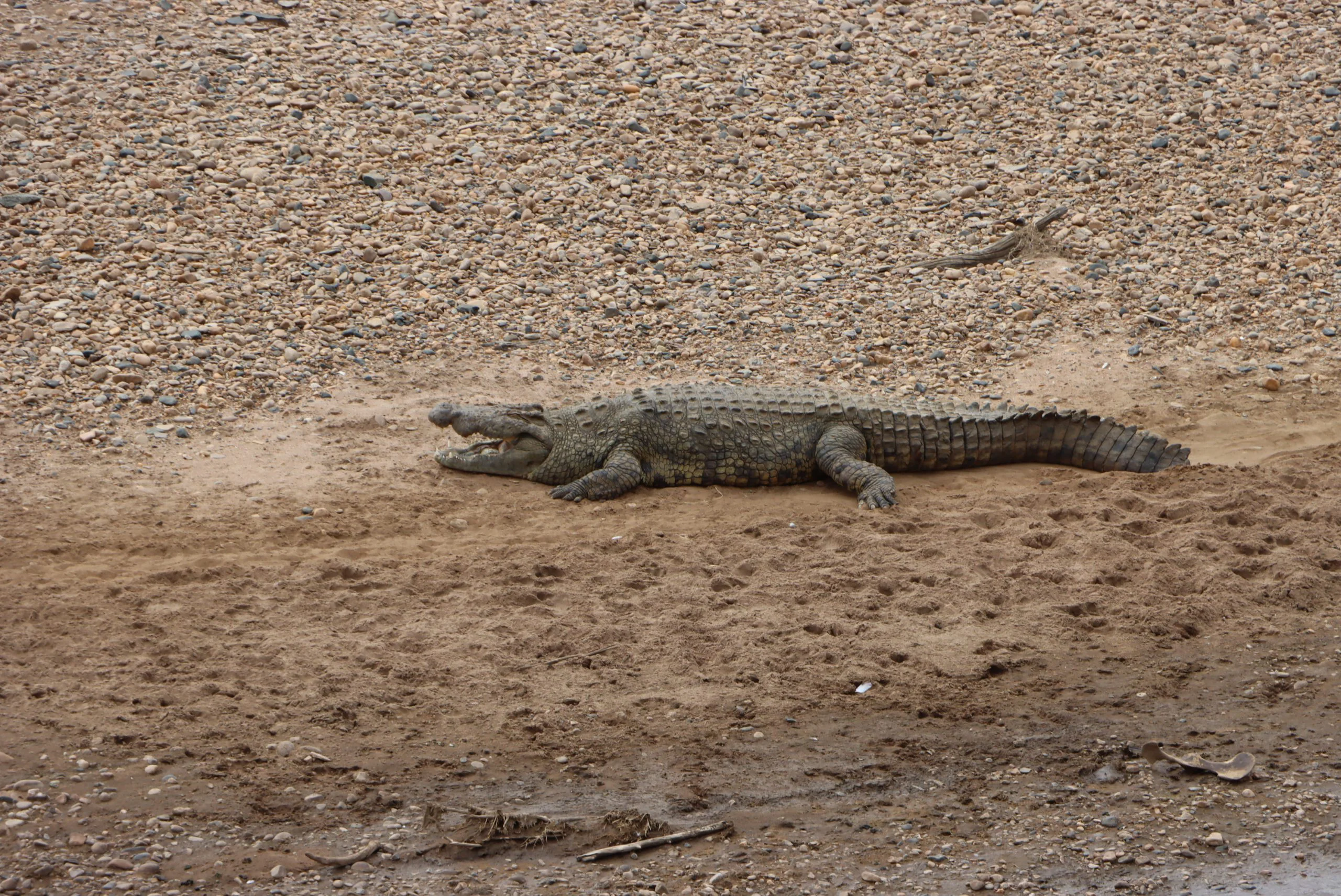 The Ultimate Guide to Safari of Africa and Packages 31 Crocodile for best safari of africa