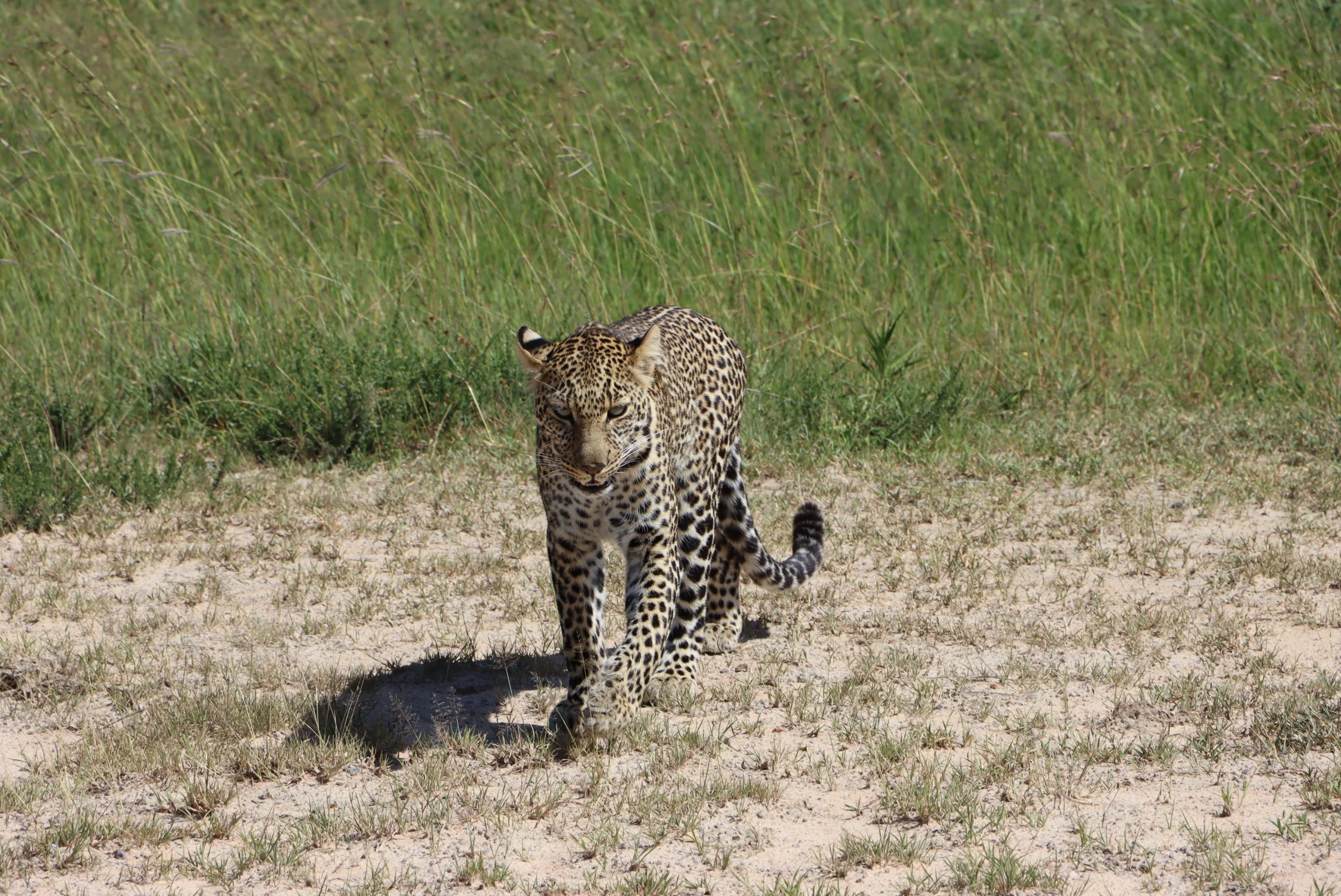Maasai Mara National Reserve - Guide, Things to Do, Accommodation, & FAQs 22 Masai Mara Green Season - Leopard
