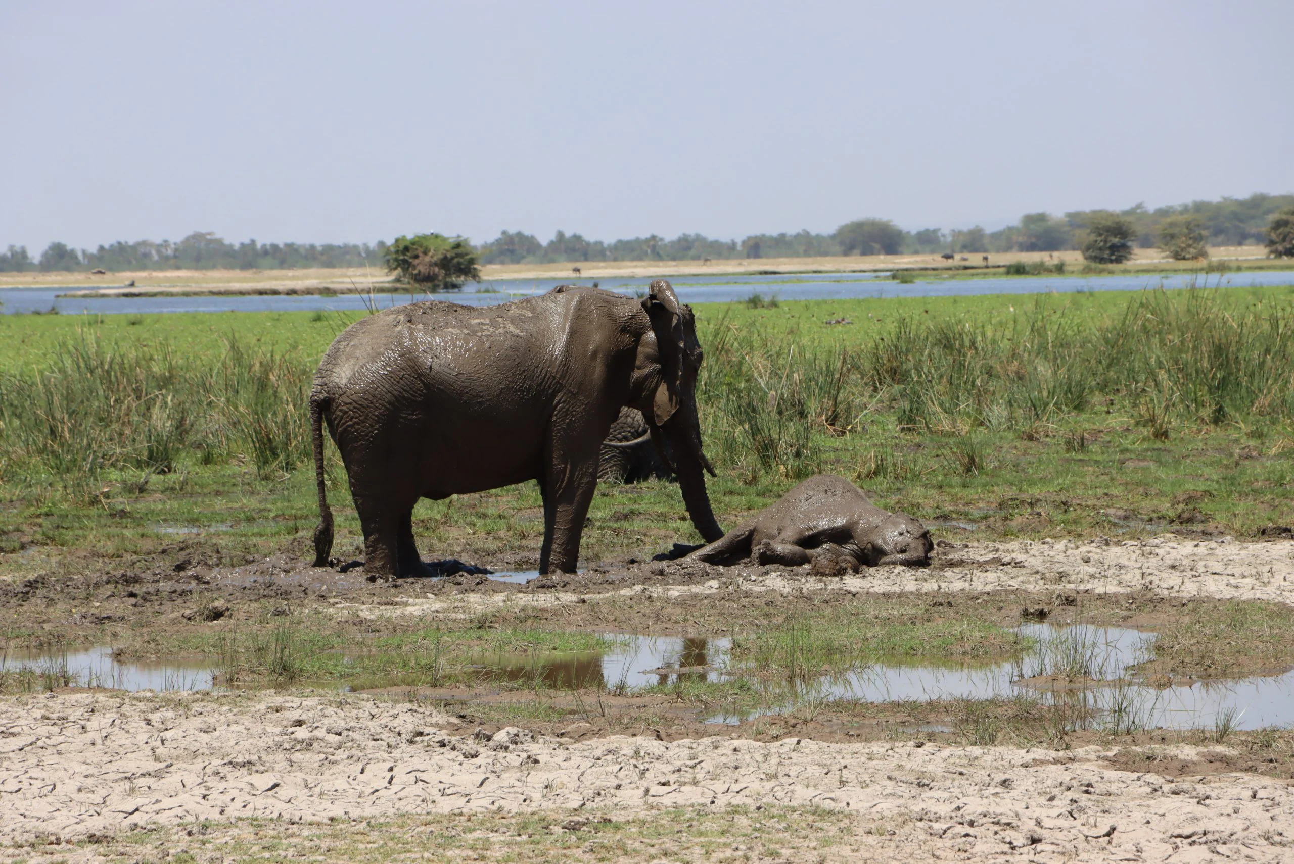 The Ultimate Guide to Africa Tours, Packages, & Destinations 25 Masaimarasafari.in elephant