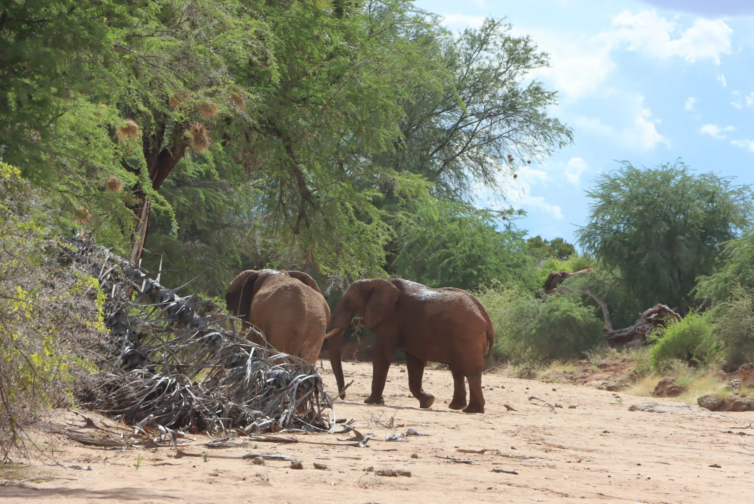 African Wildlife List, Facts, Conservation Status, & Pictures 20 African Elephant - MasaiMaraSafari.in