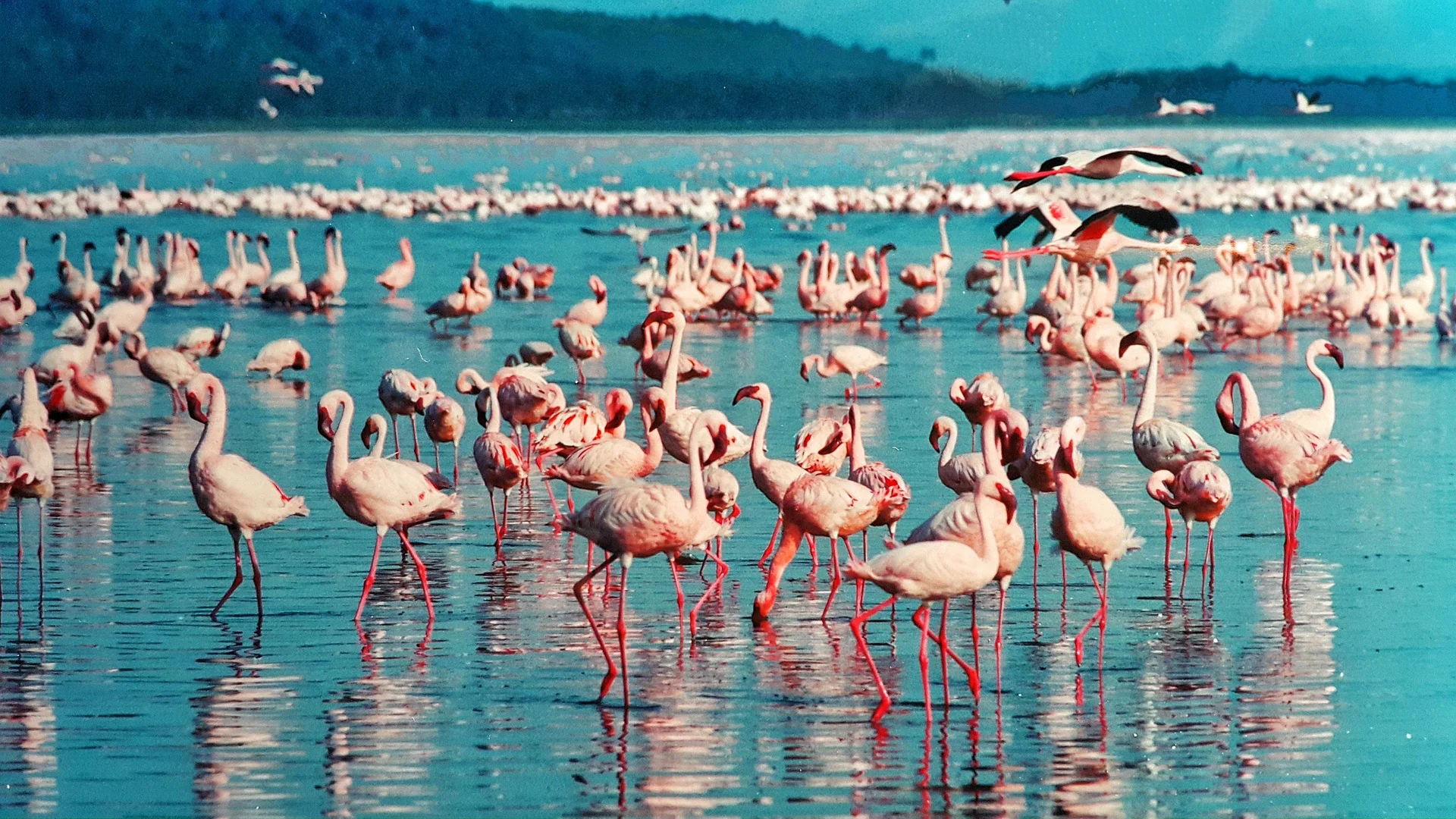 4-Day Masai Mara Flying Tour