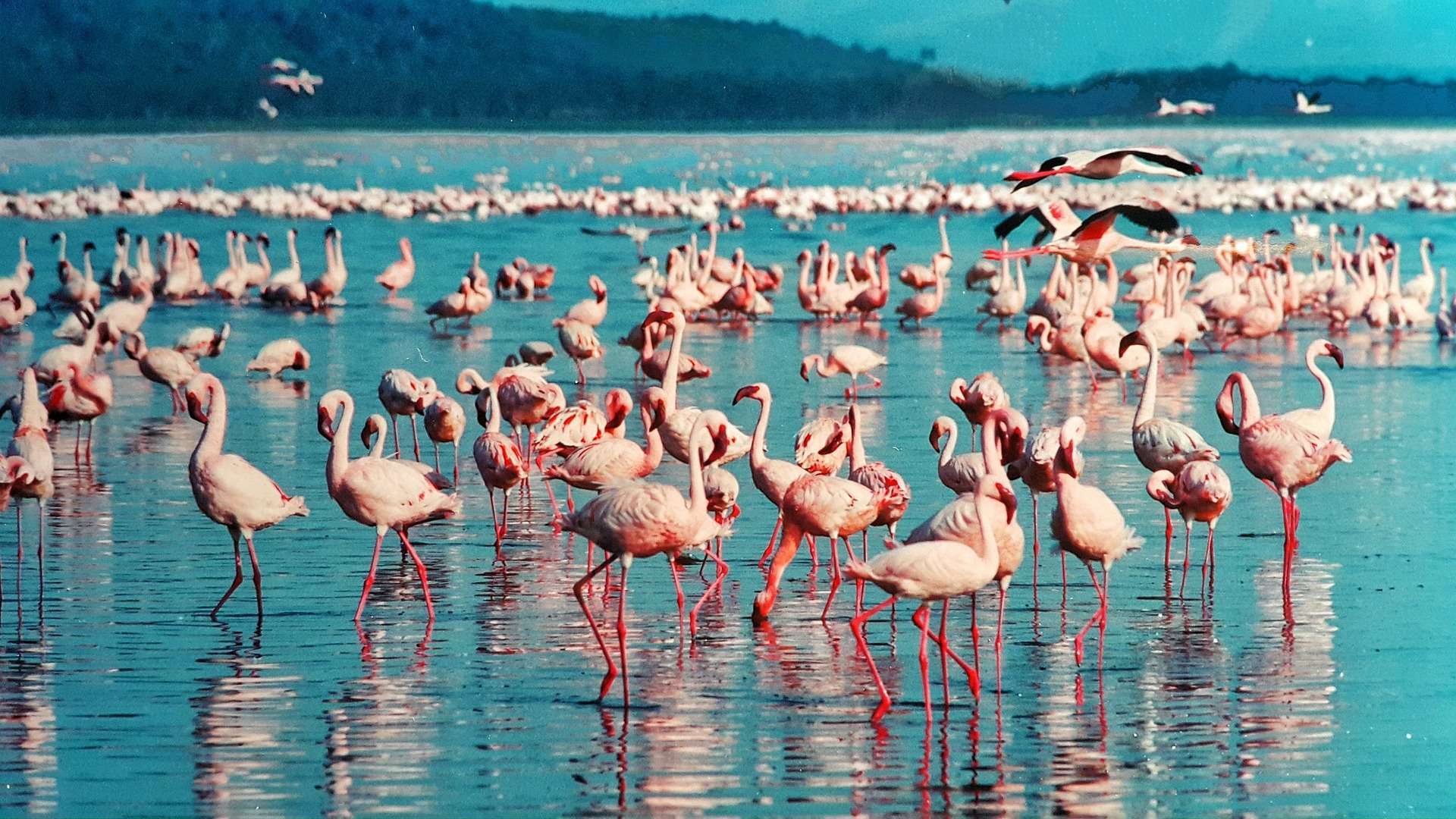 4-Day Masai Mara Flying Tour
