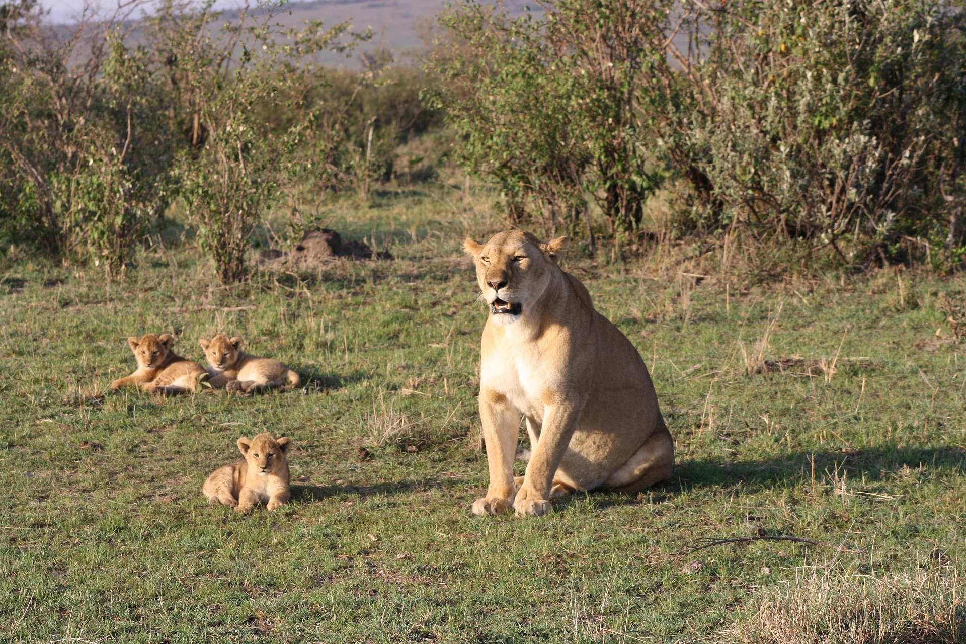 African Wildlife List, Facts, Conservation Status, & Pictures 22 African Wildlife - Lioness and Cub