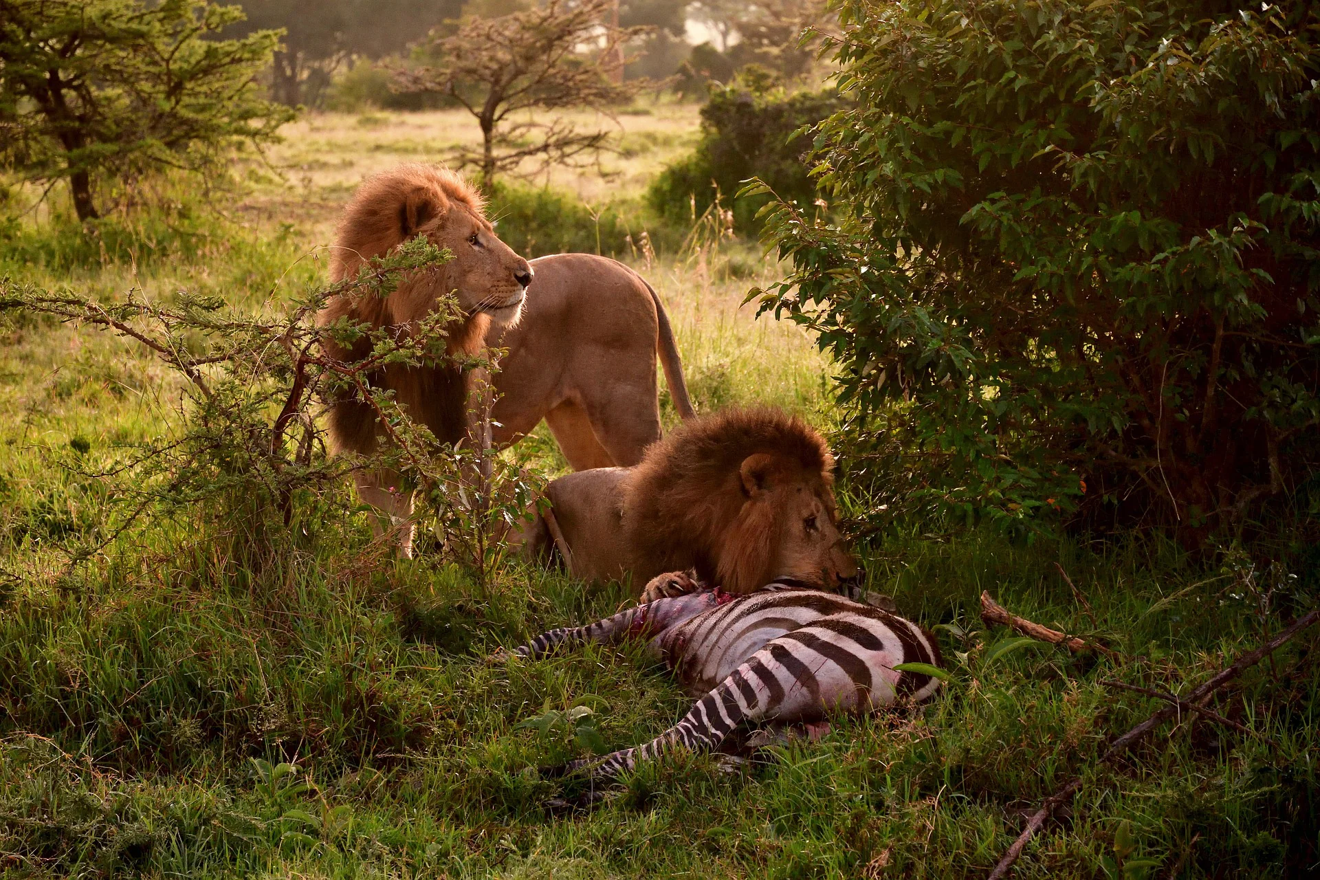 African Wildlife List, Facts, Conservation Status, & Pictures 24 Lion feeding a zebra