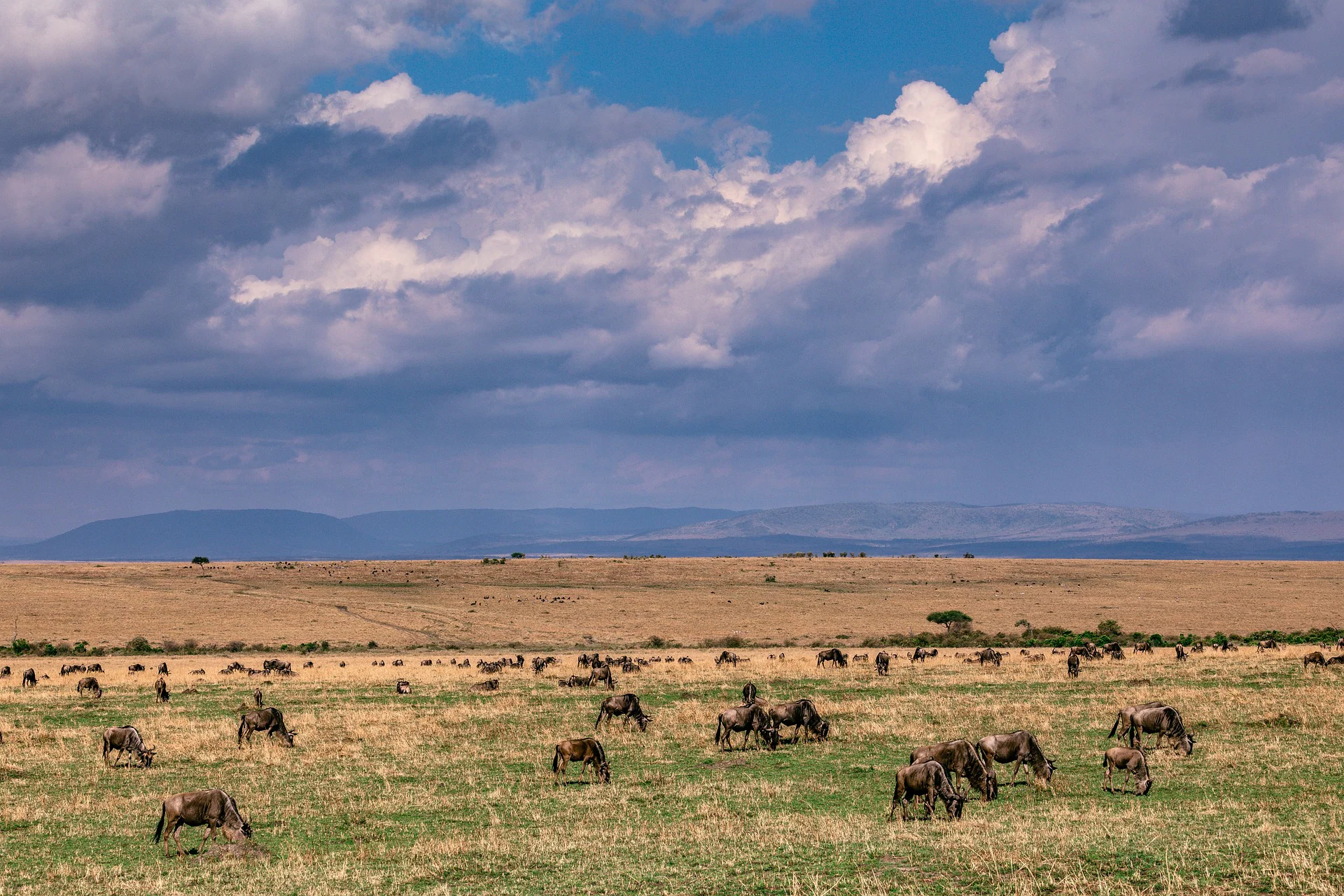 The Ultimate Guide to Africa Tours, Packages, & Destinations 24 Masaimarasafari.in wildebeest