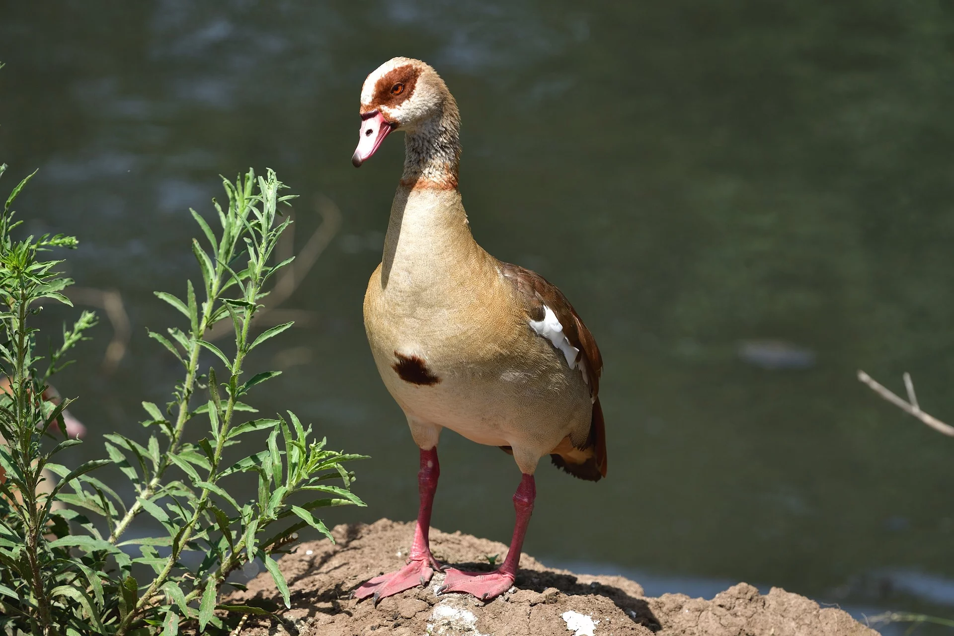 The Ultimate Guide to Safari of Africa and Packages 20 Safari of Africa - a duck at a river in Africa