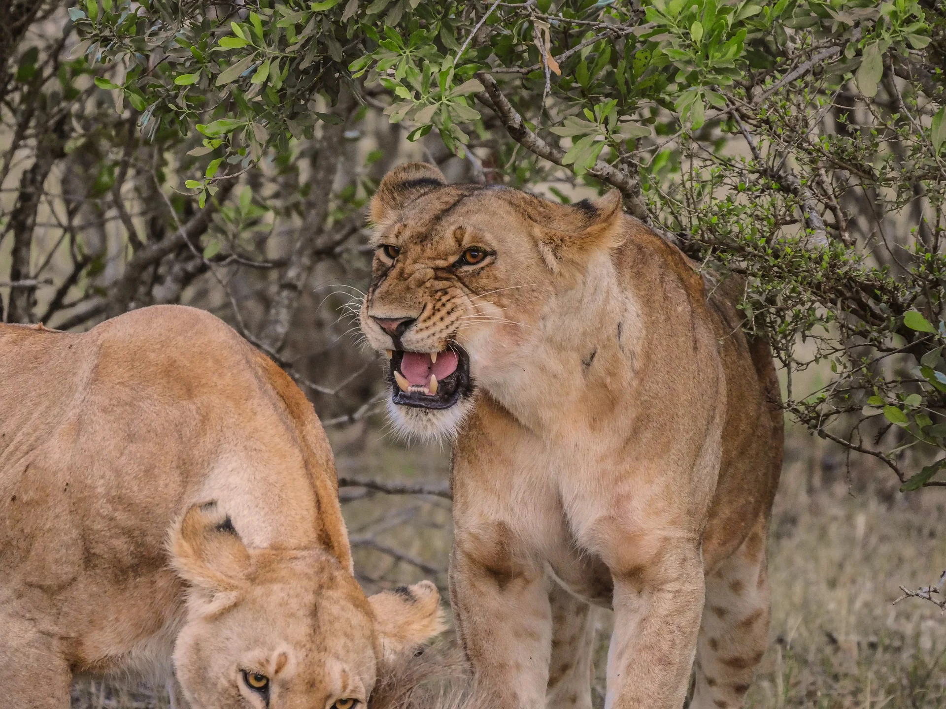 The Ultimate Guide to Africa Tours, Packages, & Destinations 23 Masaimarasafari.in lion