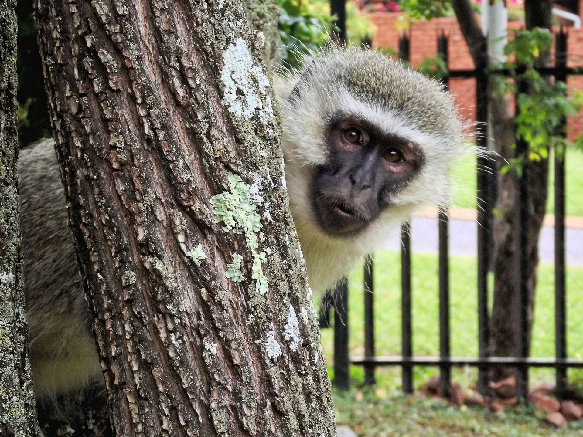 African Wildlife List, Facts, Conservation Status, & Pictures 26 African Wildlife Safari - Monkey
