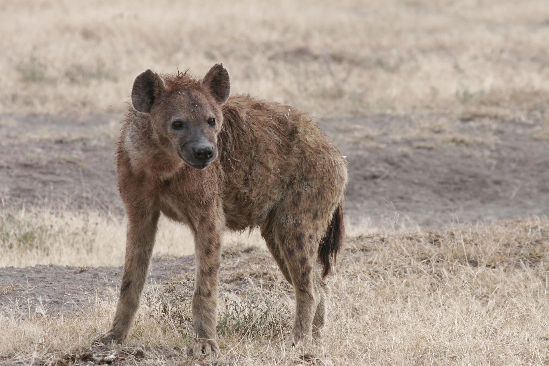 African Wildlife List, Facts, Conservation Status, & Pictures 23 Hyena - Masaimarasafari.in