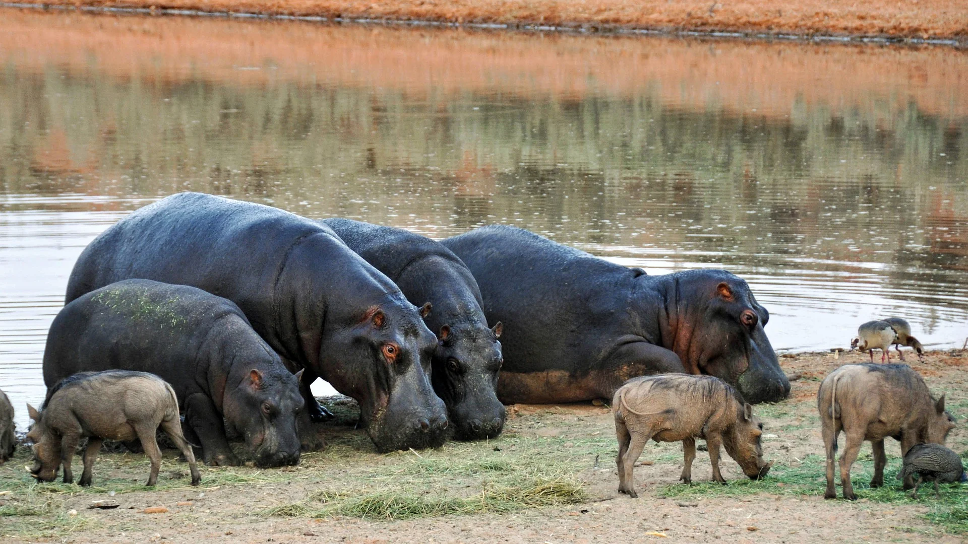 African Wildlife List, Facts, Conservation Status, & Pictures 25 Warthogs and hippos