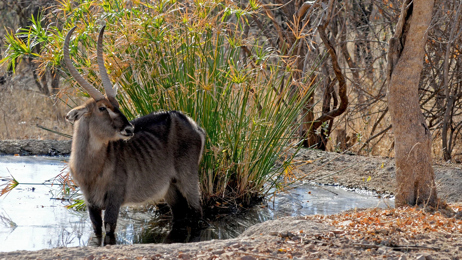 African Wildlife List, Facts, Conservation Status, & Pictures 27 Waterbuck in Africa