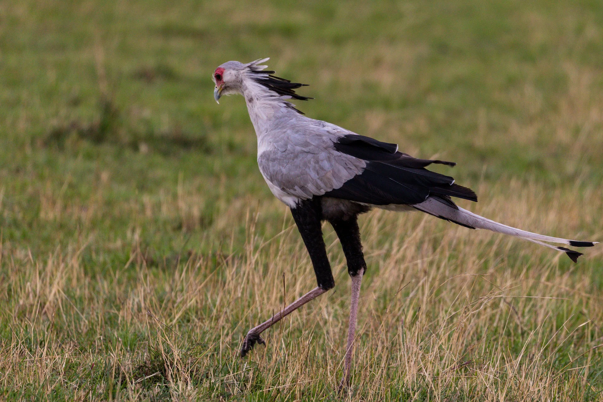 Amboseli National Park - Ultimate Guide, Packages, & More 20 Amboseli National Park - Bird