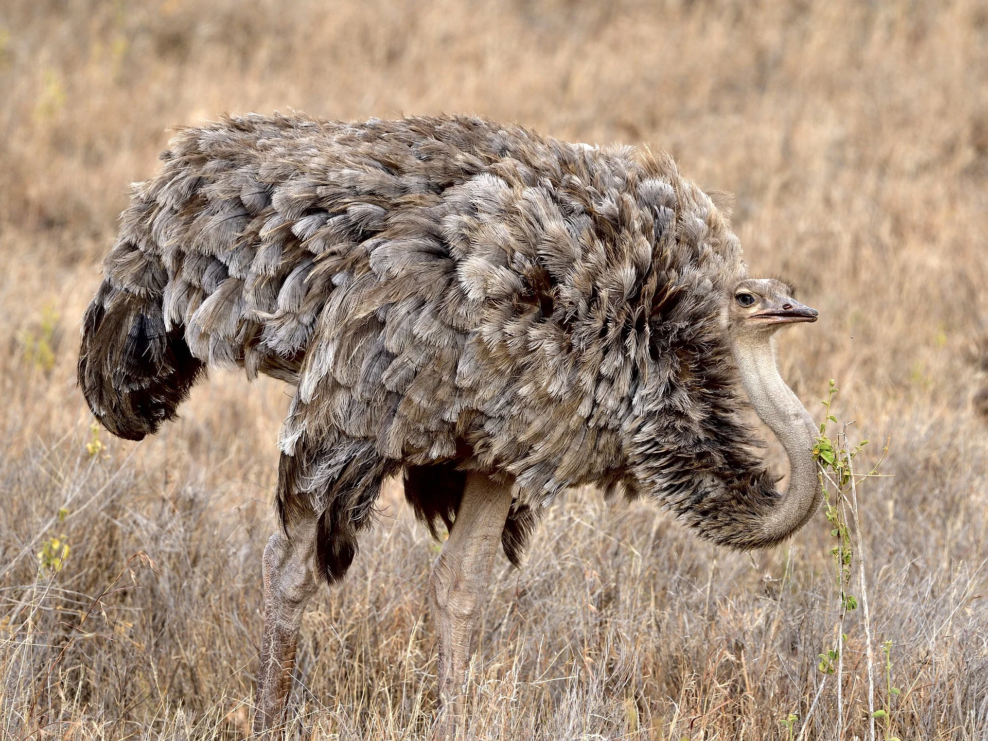 MasaiMaraSafari.in - Ostrich