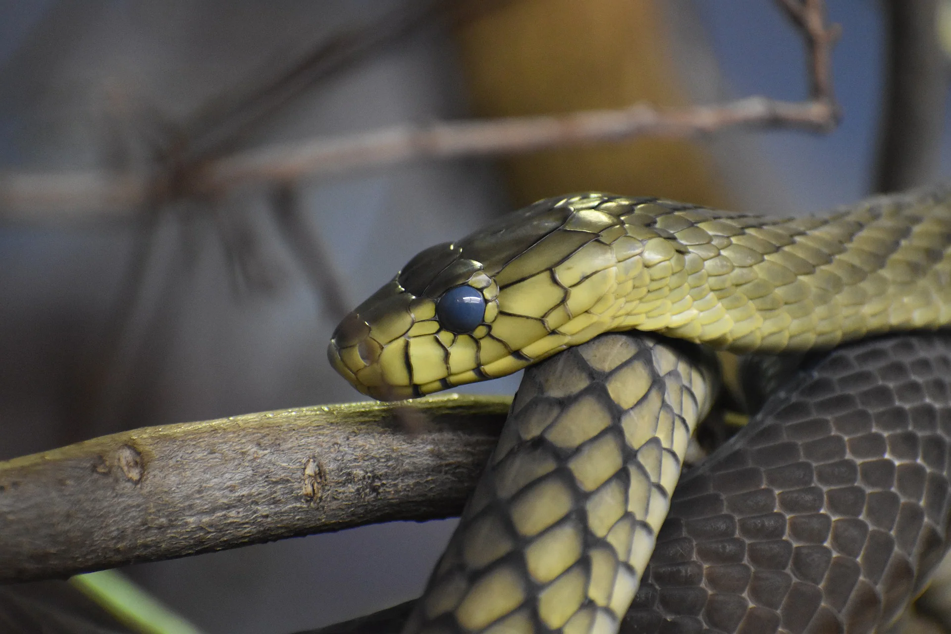 Kenya Safari Package - Top Destinations & Things to Do 29 Snake at Haller Park