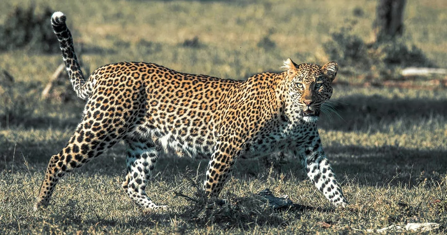 Masai Mara Trip - Masai Mara National Reserve Tour, Packages, and Price 25 Mara North - Mara Naboisho Conservancy